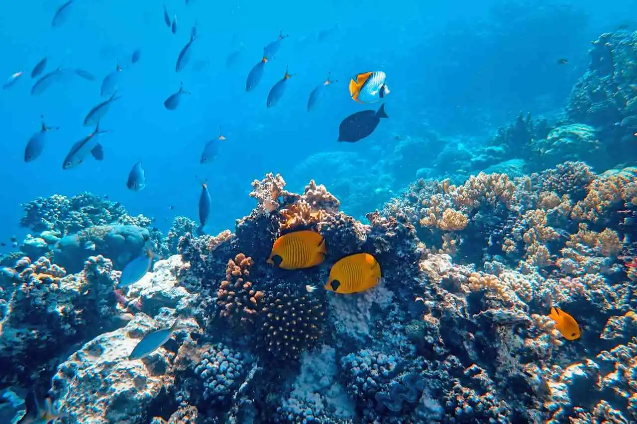 hikkaduwa-snorkeling-coral-reefs-down-south-sri-lanka