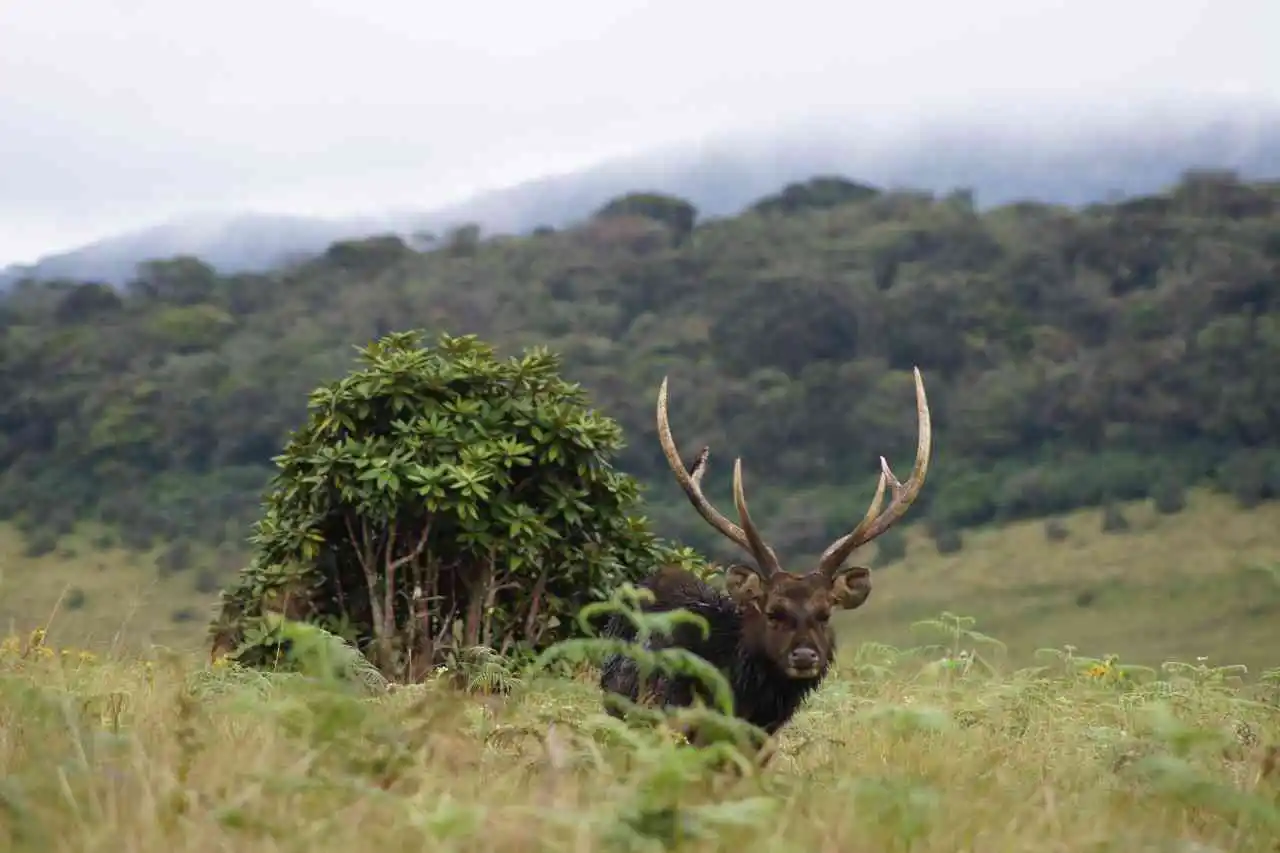 horton-plains-national-park-nuwara-eliya-sri-lanka
