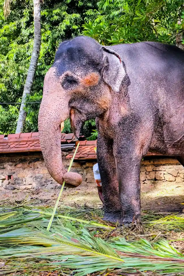 kandy-sri-lanka-temple-elephant
