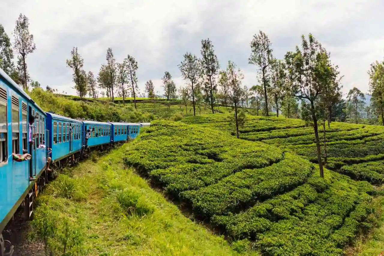 nanu-oya-to-ella-odyssey-train-ride-sri-lanka-blue-train