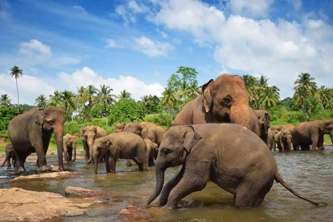 pinnawala-elephant-orphanage-sri-lanka