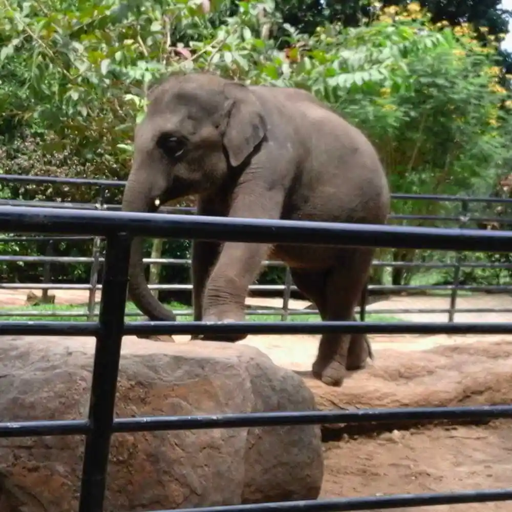 serendib-events-and-tours-management-sri-lanka-tour-operator-elephant-baby