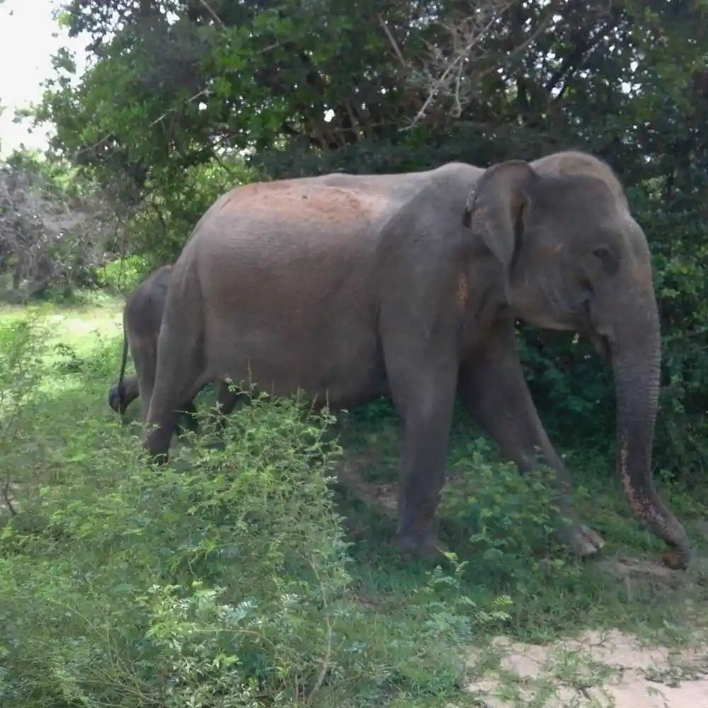 serendib-events-and-tours-management-sri-lanka-tour-operator-elephant-safari