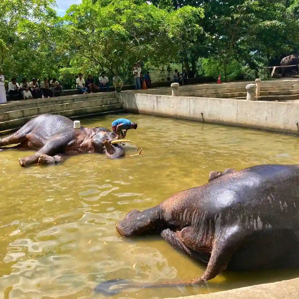 serendib-events-and-tours-management-sri-lanka-tour-operator-kandy-elephants