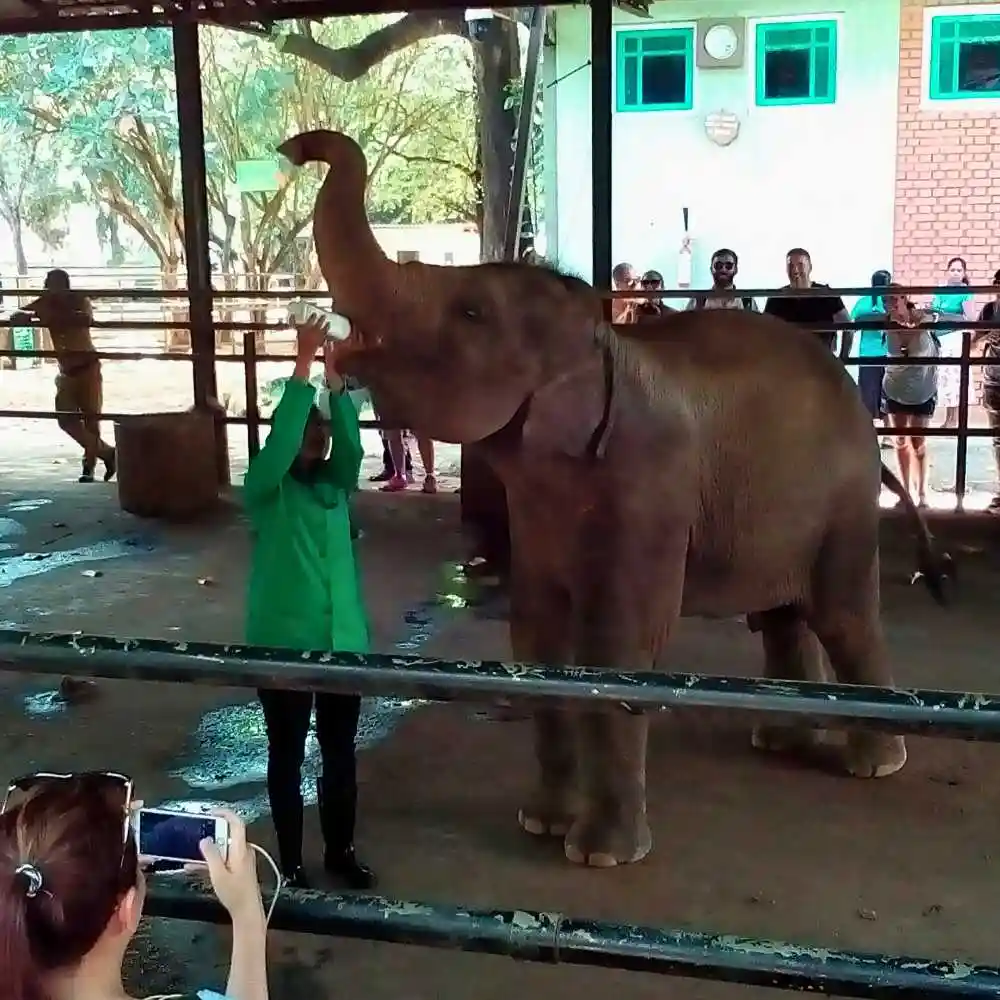 serendib-events-and-tours-management-sri-lanka-tour-operator-pinnawala-elephant-orphanage