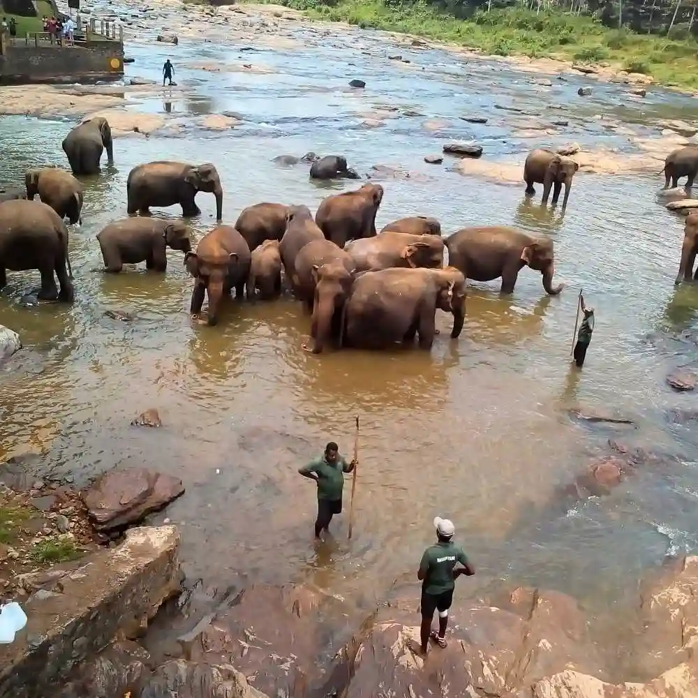 serendib-events-and-tours-management-sri-lanka-tour-operator-pinnawala