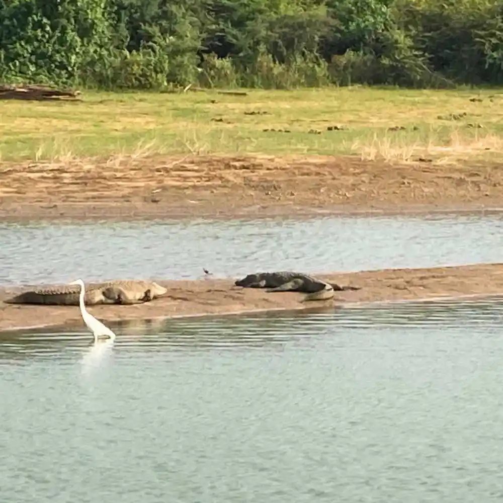 serendib-events-and-tours-management-sri-lanka-tour-operator-safari-crocodile