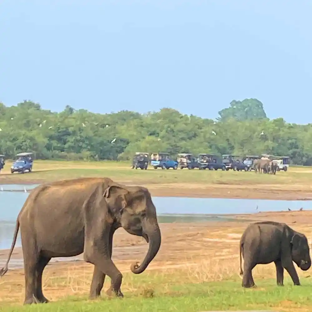 serendib-events-and-tours-management-sri-lanka-tour-operator-udawalawe-national-park-elephant-jeep-safari