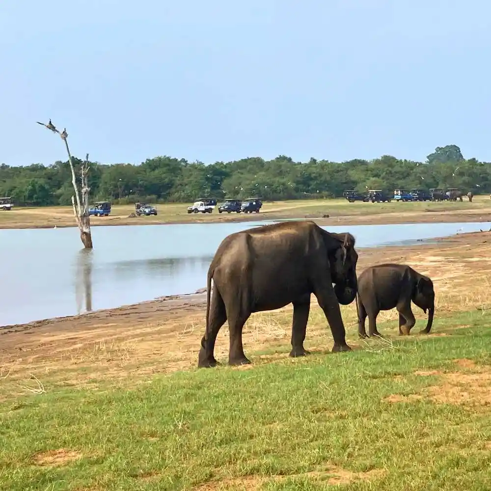 serendib-events-and-tours-management-sri-lanka-tour-operator-udawalawe-national-park-elephants-jeep-safari
