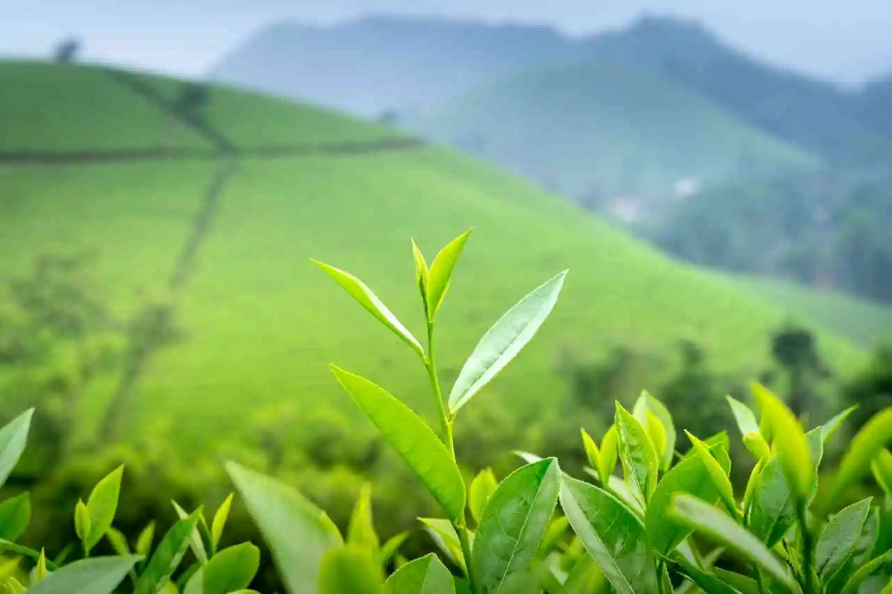tea-plantation-sri-lanka-tea-factory-nuwara-eliya