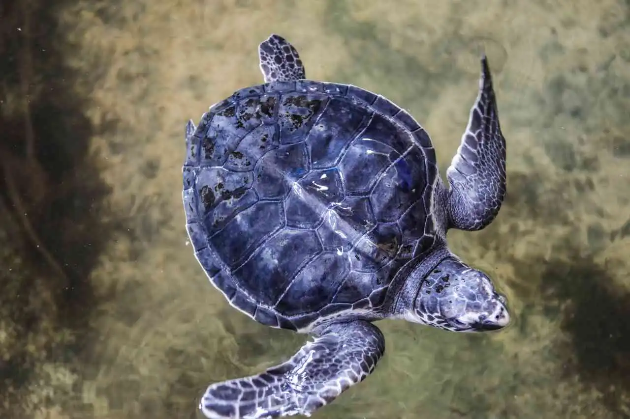 turtle-hatchery-farm-sri-lanka-down-south