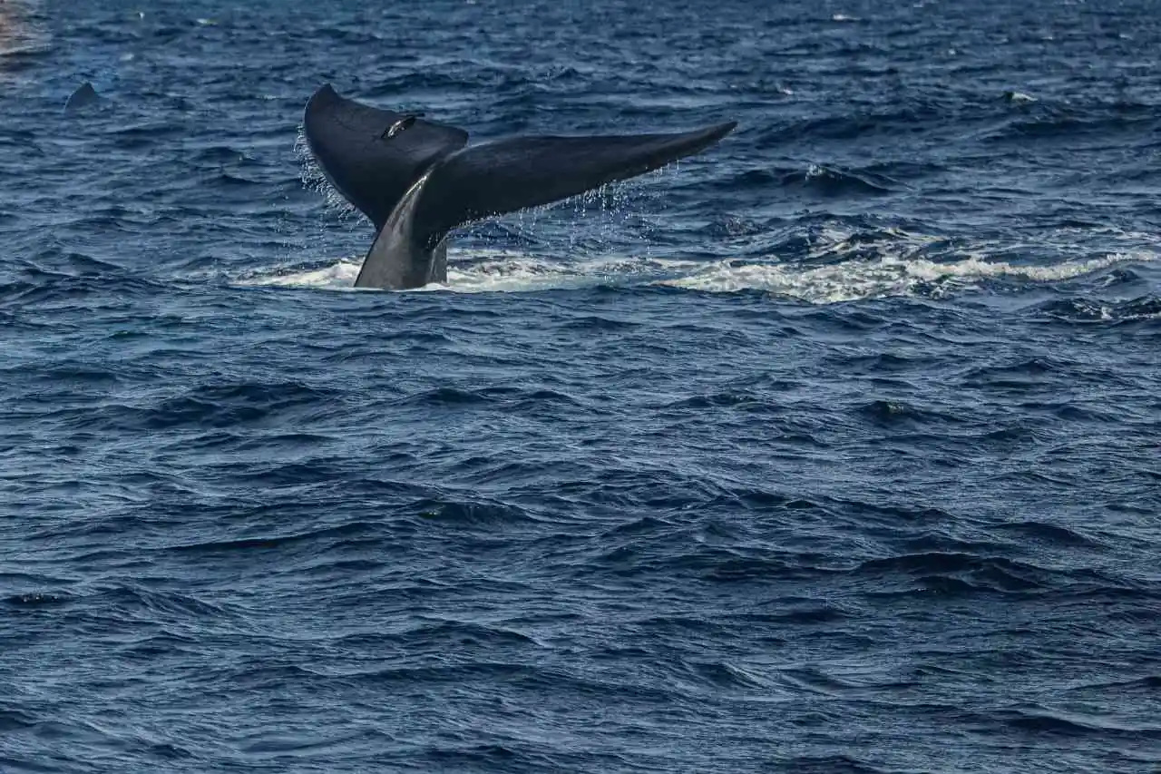 whale-watching-mirissa-sri-lanka