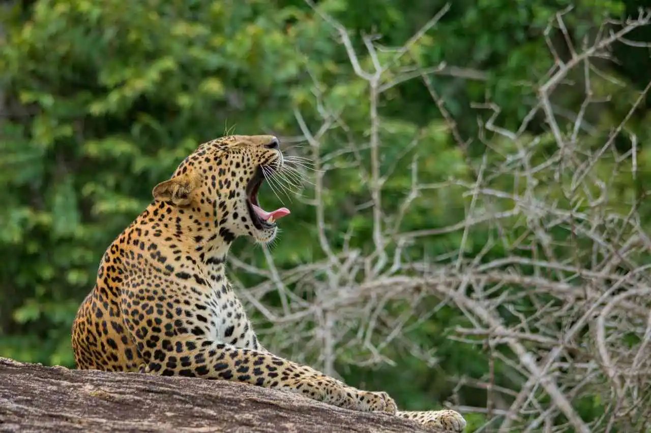 yala-national-park-jeep-safari-sri-lanka-spot-leapord-and-elephants